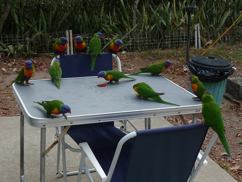 Rainbow Lorikeets